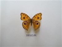 藏品(眼蛺蝶)的圖片